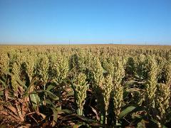 Sorghum