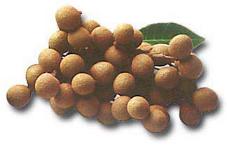 Longan fruit