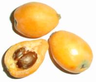 Loquat