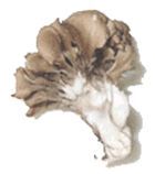 Maitake